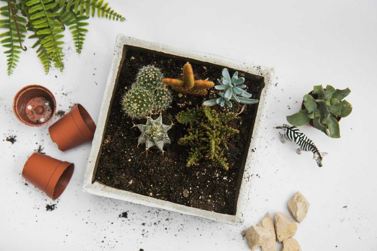 Pots and Plants