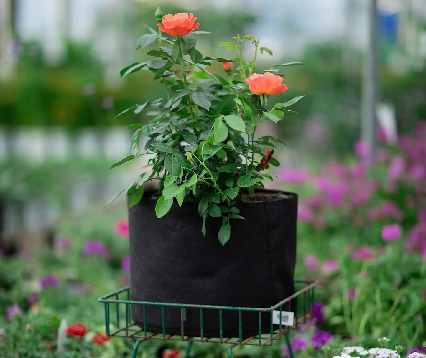 1-Gallon Pot